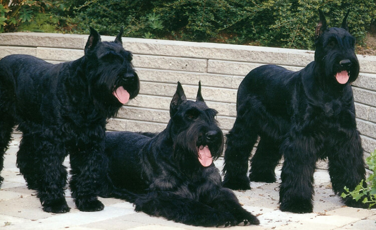 Giant Schnauzer